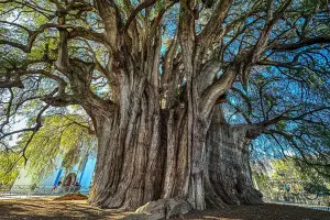 Árbol del Tule