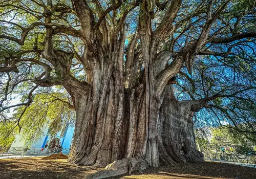 Árbol del Tule